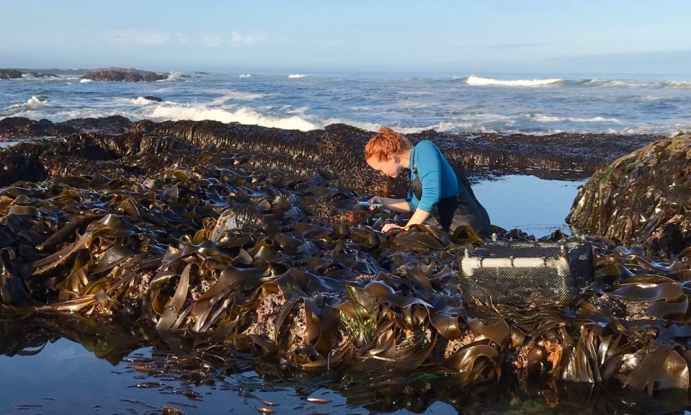 BarbaraIntertidal